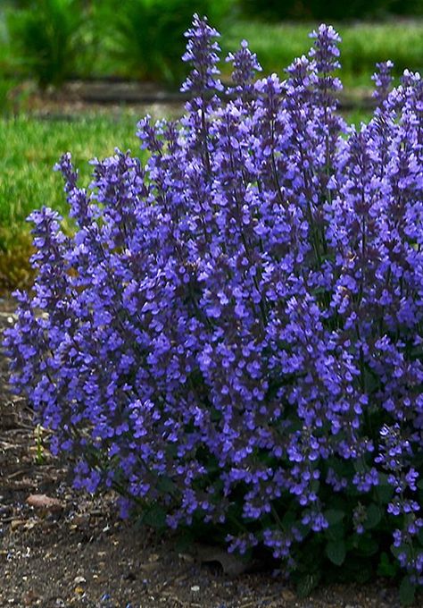 Nepeta ‘Cats Pajamas’ Cats Pajamas, Hampton Court Palace Gardens, Biodiversity Conservation, Plant Names, Cottage Garden Plants, Cat Pajamas, Rare Species, Cat S, Plant Health