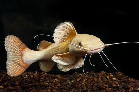 picture of Leucistic Redtail Catfish SA Tank Raised Med                                                         Phractocephalus hemiliopterus Catfish Animal, Redtail Catfish, Red Tail Catfish, Catfish Fish, Tropical Fish Aquarium, Tropical Freshwater Fish, Reduce Thigh Fat, Unique Fish, Catfish Fishing