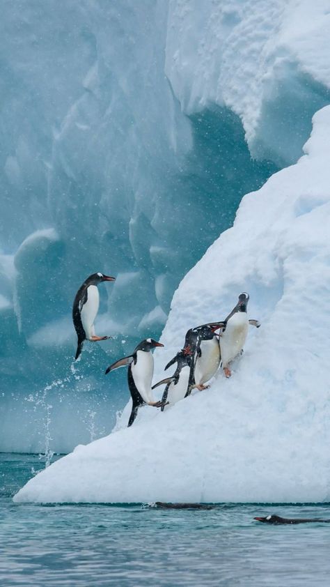 Arctic Penguins, Penguin Wallpaper, Antarctica Travel, Sea Urchins, Arctic Ocean, Star Fish, Oceanography, Ocean Wallpaper, Polar Bears