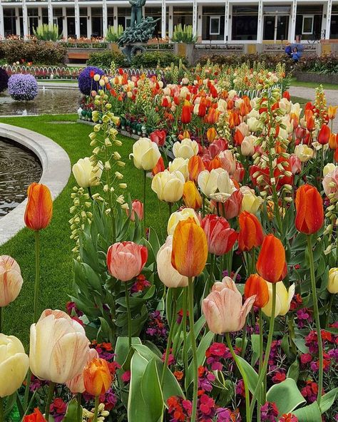 Flower Aesthetic Tulip, Tulip Landscaping, Sustainable Yard, Bulbs Garden Design, Tulip Aesthetic, Flower Garden Layouts, Amazing Landscaping Ideas, Aesthetic Gardening, Front Lawn Landscaping