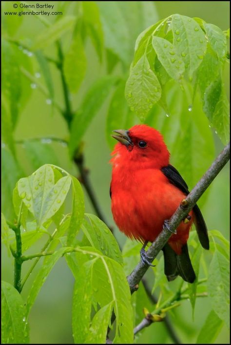 Birds Pictures, Zoo Zoo, Scarlet Tanager, West Art, All Birds, Bird Pictures, Tropical Birds, Red Birds, Pretty Birds