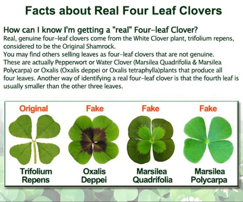 What we need to know 🍀 Clover Meaning, Clover Plant, Plant Fungus, 4 Leaves, In Prison, Lucky Clover, Four Leaves, Lucky Girl, Four Leaf