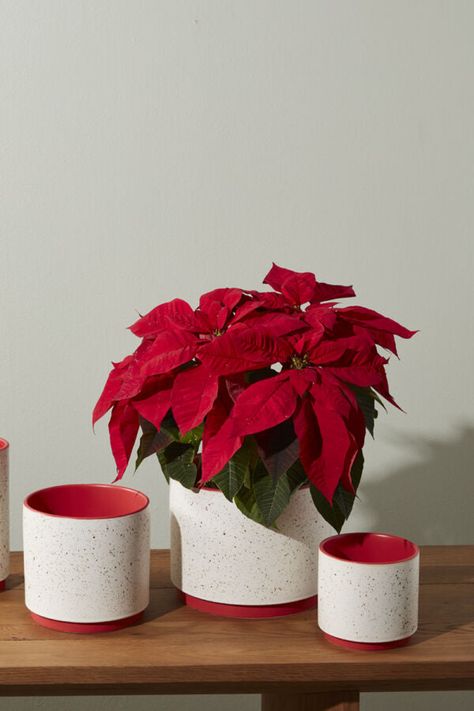 Textured ceramic vessel features a speckled off-white finish with bold red accents. Perfect for showcasing holiday poinsettias or year-round statement plants. The 8.75" diameter creates an impactful table or console display. Statement Plants, Console Display, Winter Planters, Winter Planter, Matte Red, Ceramic Vessel, Modern Holiday, Red Accents, Ceramic Pot