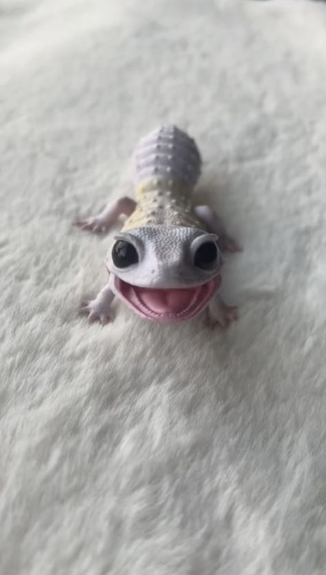 Cute Gecko, Cute Lizard, Cutee Animals, Cute Reptiles, Cute Small Animals, Cute Animals Puppies, Funny Animal Photos, Pretty Animals, Cute Animals Images