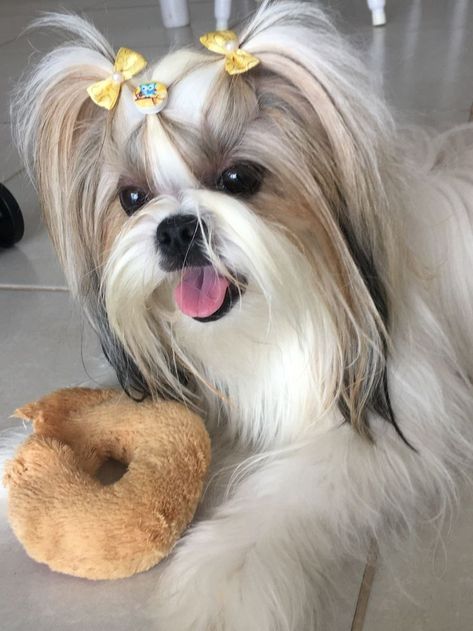 Shitsu Dog, Shitzu Dogs Haircuts, Shih Tzu Hair Styles, Shih Tzu Puppy Cut, Puppy Care Tips, Perro Shih Tzu, Chien Shih Tzu, Shitzu Dogs, Shih Tzu Grooming