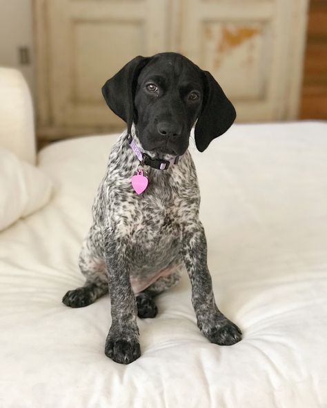 German Shorthaired Pointer Puppies, German Short Hair Pointer, Short Hair Pointer, German Shorthaired Pointer Black, Pointer Puppy, German Short Haired Pointer, German Short Hair, German Pointer, Gsp Dogs