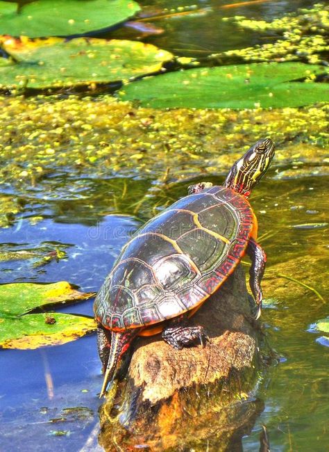 Eastern Painted Turtle. A Painted Turtle suns itself on a pond in central Vermont. Vermont state reptile is the Painted Turtle royalty free stock images Turtle Photography, Painted Turtles, Painted Turtle Tattoo, Painted Turtle, Pond Turtle, Freshwater Turtle Tattoo, Turtle Oil Painting, Chinese Pond Turtle, Cute Turtle Drawings