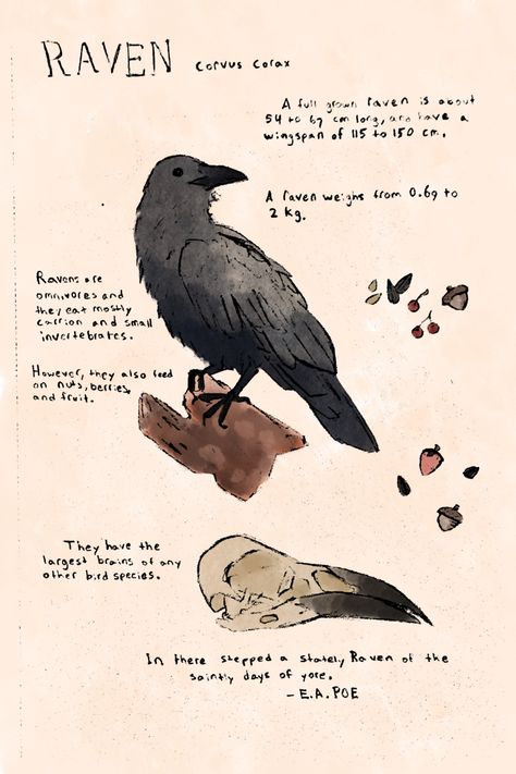 Raven Drawing Reference, Raven Anatomy, Raven Art Reference, Raven Oc, Simple Raven Drawing, Shadow Raven, Raven Core, Raven Core Aesthetic, Raven Therian