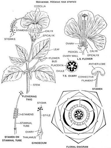 Hibiscus Drawing, Hibiscus Flower Drawing, Flower Anatomy, Botany Illustration, Botanical Sketchbook, Beautiful Flower Drawings, Plant Journal, Hibiscus Plant, Parts Of A Flower