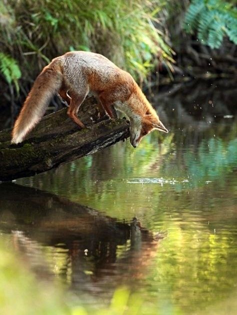 fox at the water | Fox looking at water reflection | Foxes c: What Does The Fox Say, Airbrush Art, Wild Things, Alam Yang Indah, Red Fox, Amazing Animals, Animal Love, Animal Photo, Beautiful Animals