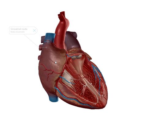 It’s Electric!: The Cardiac Conduction System Cardiac Conduction System, Sinoatrial Node, Gap Junction, Beta Blockers, Small Computer, Heart Rhythms, Autonomic Nervous System, Heart Surgery, Human Brain