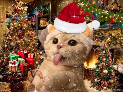 Profile Christmas Pics, Christmas Cat Icon, Cat With Christmas Hat, Christmas Cat Memes, Christmas Cat Pfp, Christmas Profile, Cat With Santa Hat, Christmas Profile Pictures, Christmas Meme