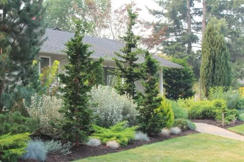 I knew I would like this one as soon as we pulled up. Balanced Front Yard Landscaping, Relandscaping Front Yards, Mixed Evergreen Landscaping, Aspen And Pine Trees Landscaping, Large Front Yard Landscaping Design, Planting Along Driveway, Landscaping With Pine Trees, Large Container Planting Ideas, Privacy Landscaping Between Houses