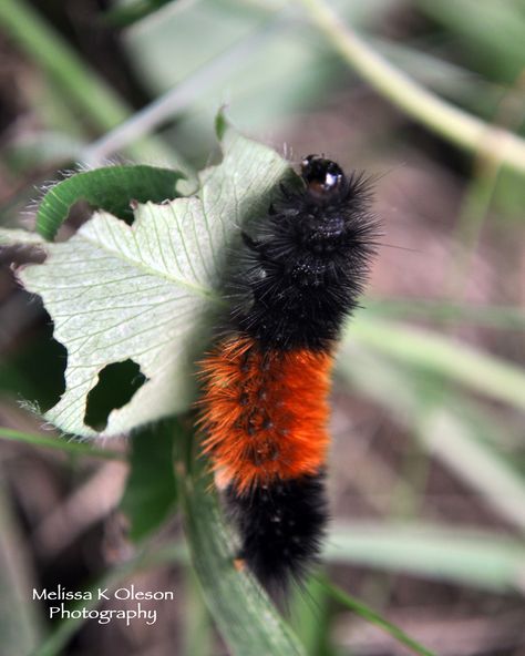 Wooly Bear Caterpillar. Photo by Melissa K Oleson. (Paintedlily on Pinterest) Wolly Bear Caterpillar, Wooly Caterpillar, Wooly Bear Caterpillar, Chinese Bush Brown Caterpillar, Fuzzy Caterpillar, Eastern Tent Caterpillar, Woolly Bear, Insect Collection, Dorm Posters