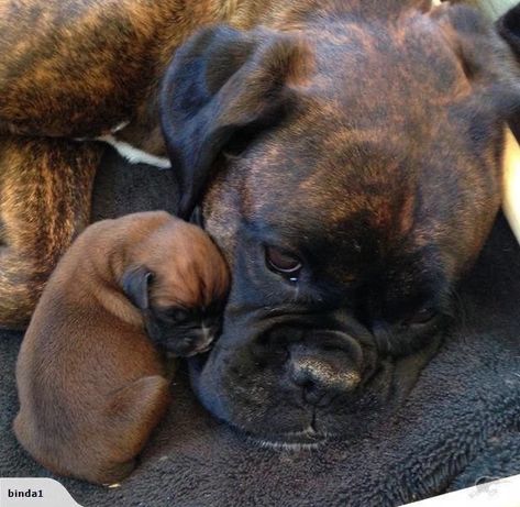 Cute Boxer Puppies, Boxer Dog Puppy, Boxer Breed, Boxers Dogs, Brindle Boxer, Boxer Mom, Boxer And Baby, Cute Boxers, Boxer (dog)