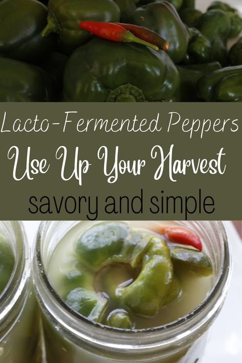 My recipe for lacto-fermented peppers is so quick and easy. It is a good way to benefit from fermented foods and it is a savory addition to so many meals. So instead of letting all those green peppers go to waste in the garden, preserve their goodness by fermenting them! Fermented Green Peppers, Fermented Peppers, Lacto Fermented, Types Of Peppers, Fermentation Crock, Nourishing Traditions, Green Peppers, Raw Vegetables, The Harvest