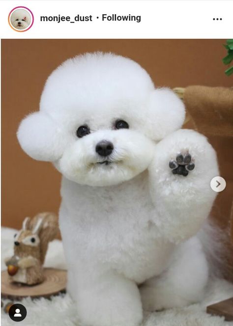 Toy Poodle Puppy Cut, Poodle Puppy Cut, Toy Poodle Haircut, White Toy Poodle, Poodle Haircut, Bichon Frise Puppy, Teddy Bear Dog, Cute Dogs Images, Very Cute Puppies