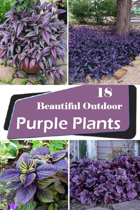 Purple Tropical Plants, Purple Majesty Plant, Dark Foliage Perennials, Purple Perennial Garden, Purple Plants For Shade, Purple And Green Garden Ideas, Purple Shade Plants Perennials, Outdoor Foliage Plants, Purple Leaved Plants