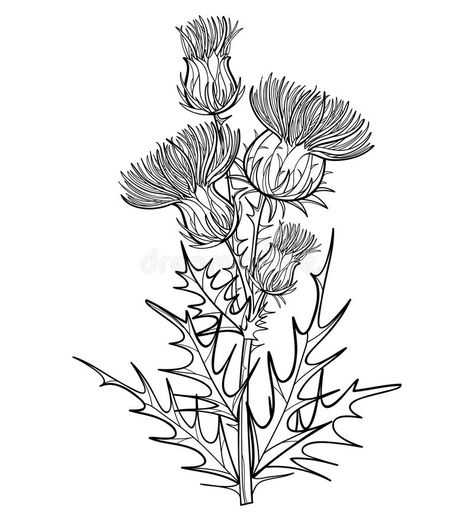 Vector branch with outline welted Thistle or Carduus plant, spiny leaf, bud and flower in black isolated on white background. Symbol of Scotland. Contour vector illustration Thistle Tattoo Black, Thistle Drawing, Scottish Tattoos, Thistle Tattoo, Thistles Art, Learn To Tattoo, Black Tattoo Cover Up, Calligraphy Drawing, Flower Line Drawings