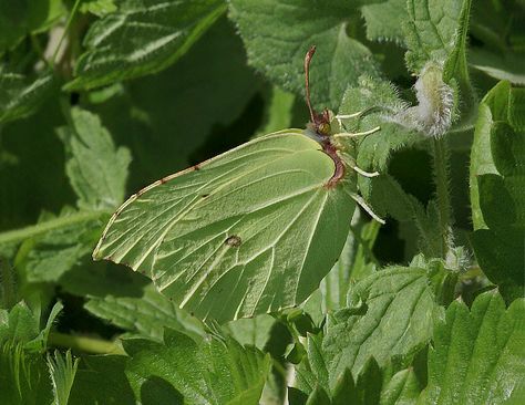 Gonepteryx rhamni Camouflage Animal, Butterfly Camouflage, Flying Flowers, Creature Feature, Bugs And Insects, Animals Of The World, Photography Techniques, Guardians Of The Galaxy, Natural World