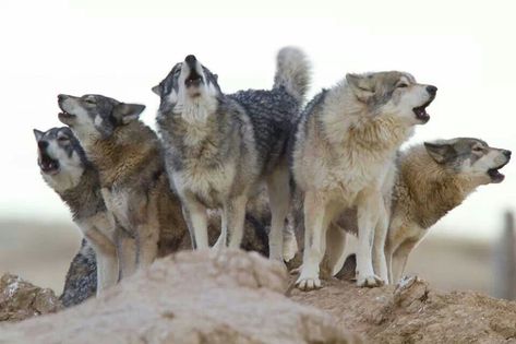 The Wild Animal Sanctuary - Keenesburg, Colorado Rescued wolf pack howling Wild Animal Sanctuary, Wolf Love, Wild Wolf, Wolf Pictures, Wolf Spirit, Beautiful Wolves, Animal Sanctuary, Wild Dogs, Wolf Dog