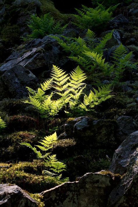 Mystical Forest Aesthetic, Mystical Plants, Forest Ground, Forest Fern, Mystic Forest, Fern Forest, Forest Plants, Moss Garden, Mystical Forest