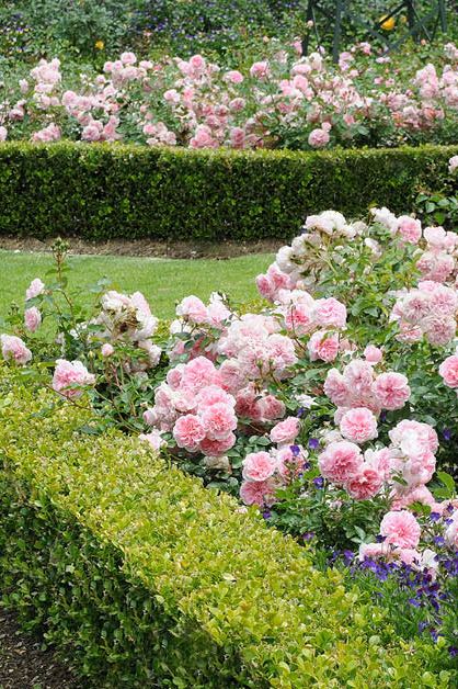 Lovely combination of green Buxus hedge and roses flower bed. You can create any desirable shape and experiment with different plants. Boxwoods And Roses, Flower Hedges Front Yards, Rose Hedge Front Yards, Roses Flower Bed, Rose Of Sharon Hedge, Camelia Hedge, Rose Beds Garden Ideas, Hedge Apples Uses, Gardenia Hedge