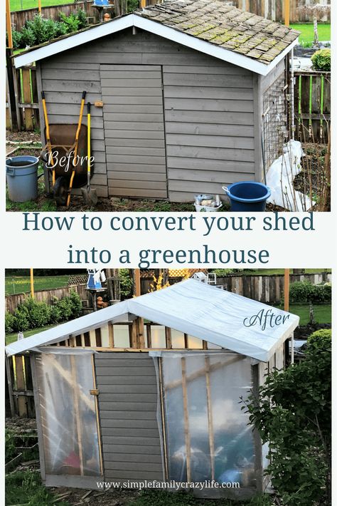 shed into greenhouse conversion Shed To Greenhouse Conversion, Shed To Greenhouse, Greenhouse Conversion, Converted Shed, Greenhouse Shed, Small Sheds, Greenhouse Plans, Backyard Sheds, Backyard Shed