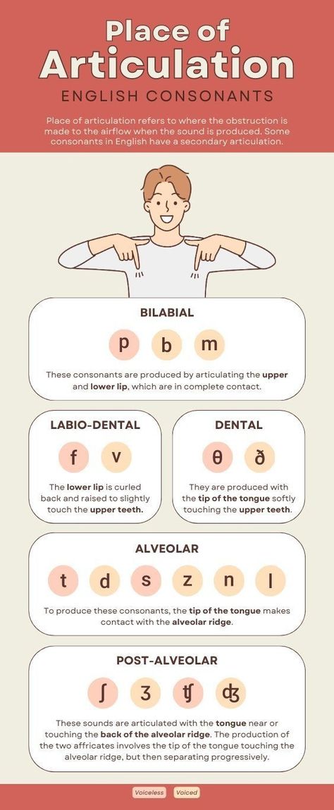 English Consonants, Place Of Articulation, Slp Outfits, Speech Language Pathology Grad School, Phonetics English, Linguistics Study, Speech Language Pathology Assistant, Pronunciation English, Speech Therapy Tools