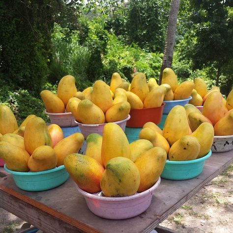 Check out this week’s best photos of Jamaica and Jamaican culture on Instagram. Our favorites this week include images from Cane River, The Blue Lagoon, Mangoes at St Ann Roadside. If you would like your photo featured on our site tag your shots with the hashtag #jamaicansphotos and follow us @jamaicans_com on Instagram. Cane River […] Jamaican Fruits, Farm Goals, Como Plantar Pitaya, Jamaica Food, Jamaican Cuisine, Eco Garden, Mango Margarita, Jamaican Culture, Caribbean Food