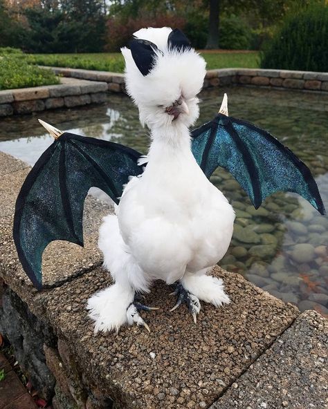 Halloween costume idea for your chickens! Silkie chicken wearing dragon wings - too cute! Chicken Halloween, Chicken Costume, Fancy Chickens, Jenny Lewis, Silkie Chickens, Clean Your Room, Diy Dog Costumes, Beautiful Chickens, Dream's Cat