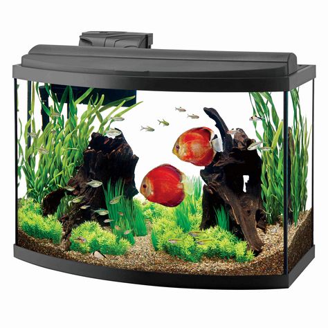 Bow Front Aquariums | Aqueon Bow Front Aquarium, Corner Aquarium, Glass Aquarium, Aquarium Ideas, Aquariums, Glass Panels, Stand Up, Glass