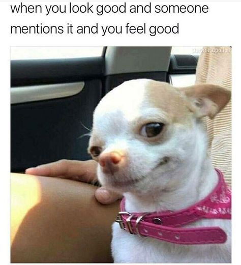 Just 20 Fresh Animal Memes In Case You Are Having a Bad Day Funny Dog Memes, Funny Animal Quotes, Chihuahua Lover, Memes Humor, Chihuahua Dogs, Funny Animal Memes, Animal Jokes, Funny Animal Pictures, Dog Memes