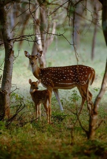 Mule Deer, Manx, Sweet Animals, Animal Planet, Forest Animals, Animal Photo, Nature Animals, 귀여운 동물, Animals Friends