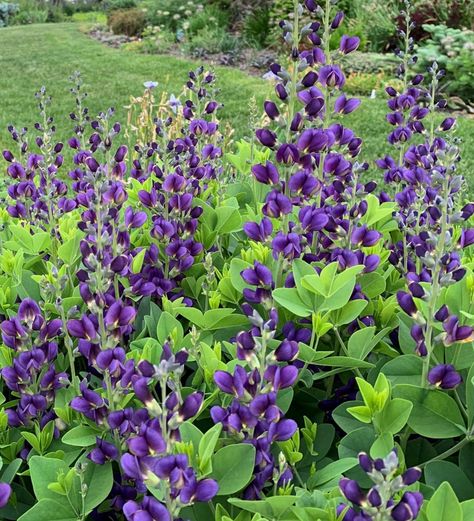 The vivid blue flowers bloom in late spring. They’re easy to grow and thrive in full or part sun with little maintenance. Midwest Plants, Michigan Landscaping, Michigan Garden, Michigan Gardening, Yard Flowers, Perennial Bulbs, Native Plant Gardening, Shade Flowers, Front Landscaping