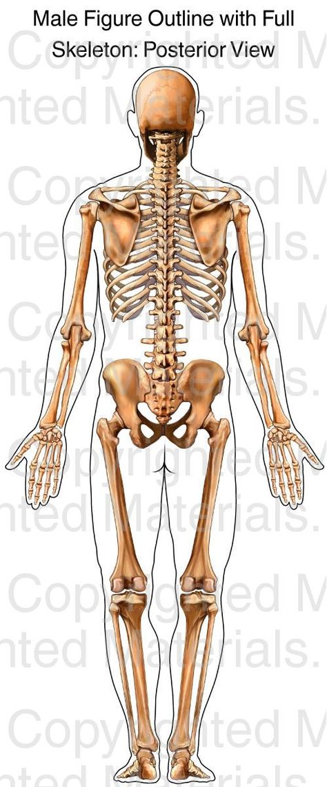 This medical illustration depicts a male skeleton from the posterior (back) view. There is an inked outline of the male figure around the skeleton. Figure Outline, Full Skeleton, Male Skeleton, Skeleton Body, Skull Anatomy, Back Drawing, Skeleton Anatomy, Body Outline, Horror Drawing