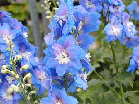 Click to view full-size photo of Aurora Blue Larkspur (Delphinium 'Aurora Blue') at Gertens Flower Delphinium, Aurora Flower, Larkspur Delphinium, Blue Larkspur, Delphinium Flower, Purple Foliage, Beautiful Blue Flowers, Gorgeous Wedding Bouquet, Delphinium Flowers