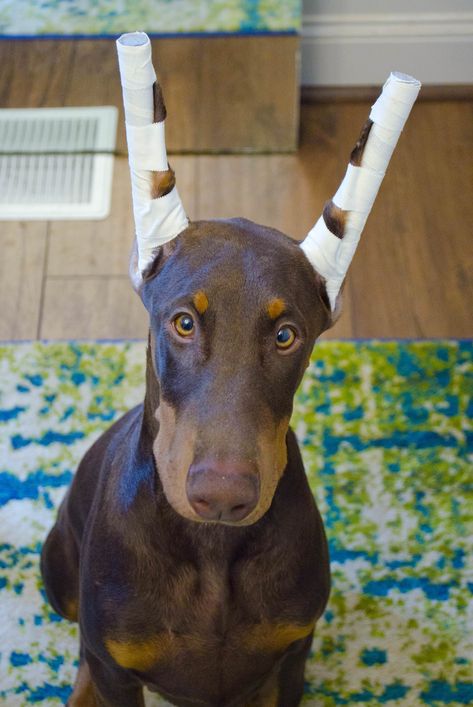 How to: Posting Show Cropped Ears Using Backer Rod | Doberman Forum : Doberman Breed Dog Forums Doberman Ear Posting, Doberman Ears, Doberman Natural Ears, Doberman Ear Cropping, Doberman Breed, Teething Stages, Doberman Puppy, Floppy Ears, Doberman Dogs