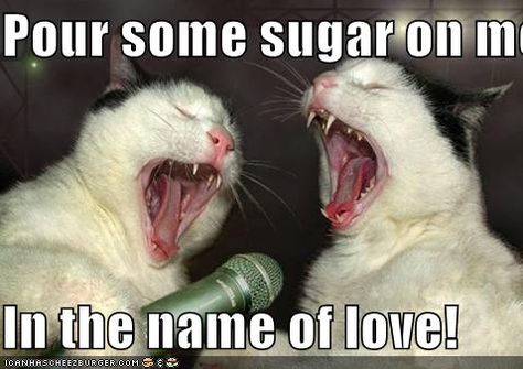 Pour some sugar on me...  In the name of love! Animals Reading, Drunk Cat, Cat Presents, Funny Cat Photos, Cat Photos, Funny Cats And Dogs, Wallpaper Images, Silly Animals, Cat Party