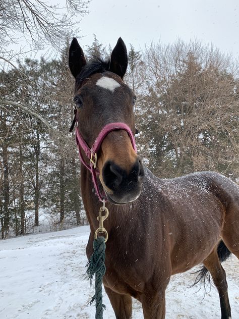 Horses In Winter, Horses In Snow, Horse Riding Aesthetic, Show Jumping Horses, Winter Horse, Equestrian Aesthetic, Cute Horse Pictures, Horse Inspiration, Bay Horse