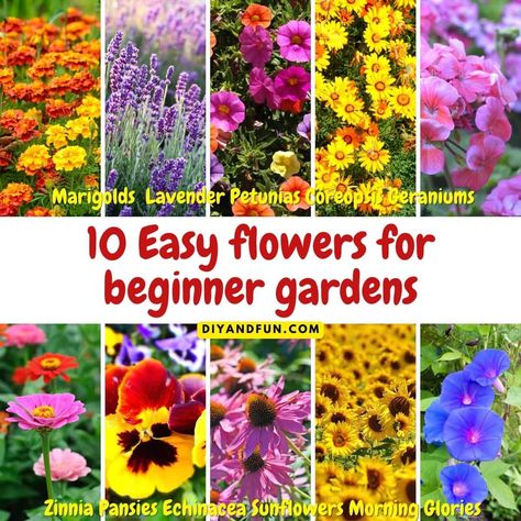 Easy Garden Plants For Beginners, Flowers For Beginners Gardening, Easy Flower Gardens For Beginners, How To Start A Garden For Beginners Flowers, Easy Flower Beds For Beginners, When To Plant Flowers For Spring, How To Plant Flowers For Beginners, Flower Gardening For Beginners, How To Start A Flower Garden