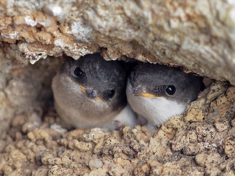 Martin Bird, House Martin, Fat Bird, Bird Facts, Martin House, Reptiles Pet, Wild Dogs, The Nest, All Birds