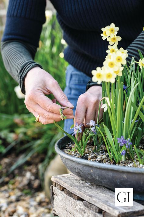 A stunning plant pot design you can plant up at home from designer Jo Thompson.   Award-winning designer Jo Thompson's container-planting series continues with this early spring flower combination using Narcissus and Scilla. Spring Bulb Combinations, Bulb Combinations, Narcissus Bulbs, Container Planting, Plant Pot Design, Early Spring Flowers, Planting Pots, Pot Design, Spring Bulbs