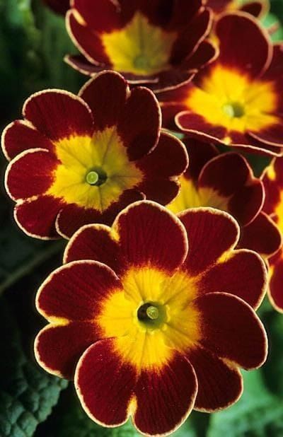 Primula Vulgaris, Primrose Plant, Primula Auricula, Tin Can Flowers, Different Types Of Flowers, Flowers Gif, Nothing But Flowers, Christmas Rose, Beautiful Bouquet Of Flowers