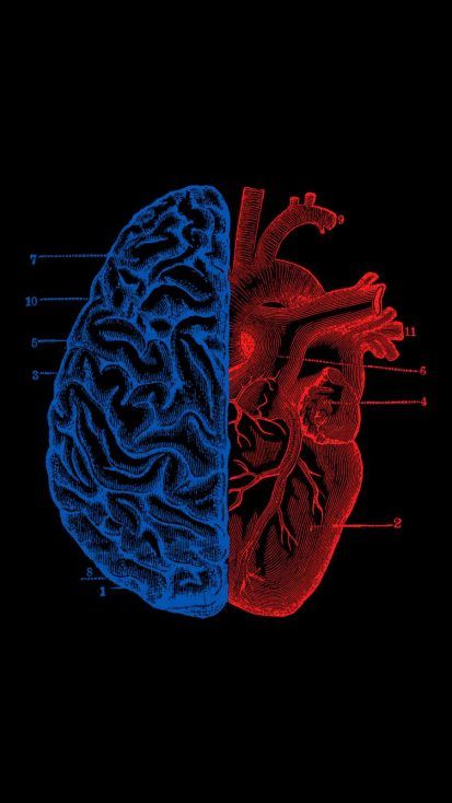 Medical Heart, Heart Vs Brain, Skeleton Iphone, Wallpaper Heart, Heart Wallpapers, Medical Wallpaper, Heart Anatomy, Iphone Wallpaper Images, Free Iphone Wallpaper