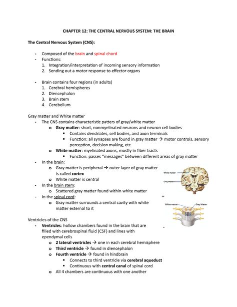 Chapter 12 the central nervous system word doc notes - CHAPTER 12: THE CENTRAL NERVOUS SYSTEM: THE - Studocu Nervous System Functions, Nervous System Study Guide, Central Nervous System Anatomy, Nervous System Notes Aesthetic, Immune System Notes, Nervous System Notes, Nervous System Concept Map, Central Nervous System Notes, The Nervous System