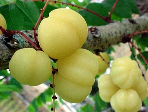 Gooseberry: STAR / OTAHEITE / MALAY | Flickr - Photo Sharing! Gooseberry Tree, Goose Berry, Rare Fruits, Recipes Filipino, Fruits Garden, Types Of Berries, Ripe Fruit, Natural Drinks, Sour Cherry