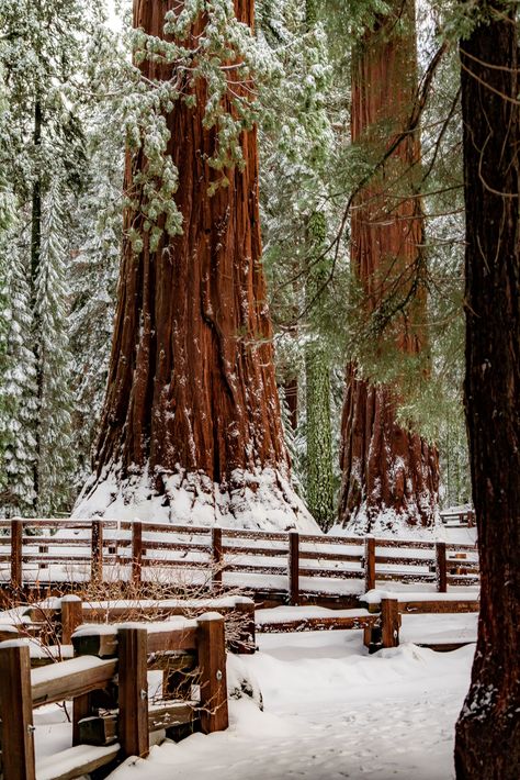 Sequoia National Park Map, General Sherman Tree, Sequoiadendron Giganteum, Giant Sequoia Trees, Pinnacles National Park, Portland Travel, Beautiful Parks, Channel Islands National Park, Redwood National Park