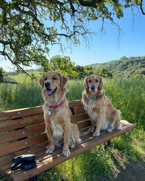 Adventure is about exploring, discovering and experiencing things - not about how much money you spend🐾🐾 We love to do easy everyday adventures around the San Francisco Bay Area and we do them often! Hikes, beach trips or just people (and dog!!) watching downtown - what’s your favorite way to adventure? First pic of our latest adventure just a couple days ago and a throwback to one of our first ones together🐶🐶 #adventuredog #everydayadventure #hikingwithdogs #bayareahikeswithdogs Dog Moodboard, Dream Dog, Dog Adventure, Beach Trips, Everyday Adventures, Watch Dogs, Dog Sitting, San Francisco Bay, San Francisco Bay Area