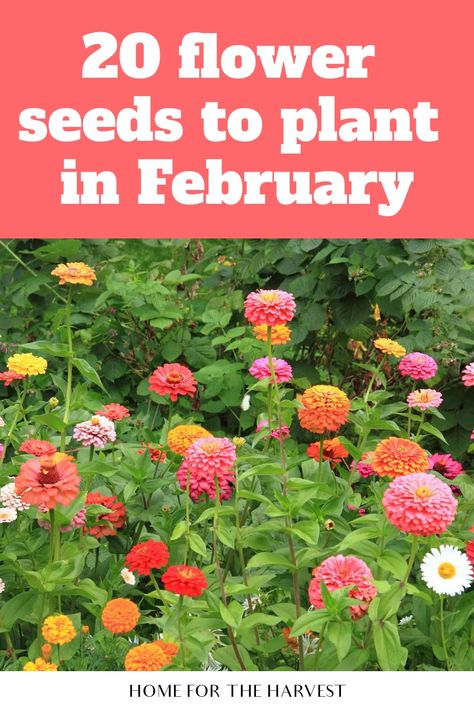 20 flower seeds to plant in February Plants To Plant In February, Seeds To Plant In February, Flowers To Plant In February, When To Plant Seeds For Spring, Early Spring Garden, Lupine Flowers Garden, Seeds To Start In February, Gardening From Seeds, Flowers To Plant In Spring